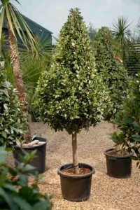 Potted-Tree