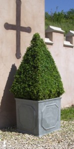 Buxus