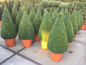 Garden Plants