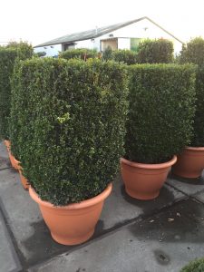 Garden Plants