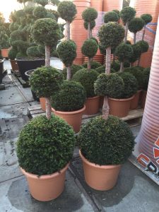 Garden Plants