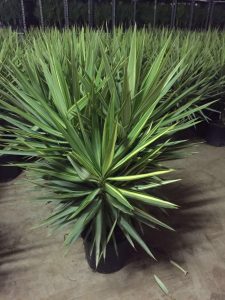 Garden Plants