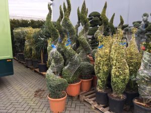 Garden Plants