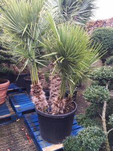 Garden Plants