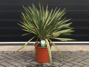 Garden Plants