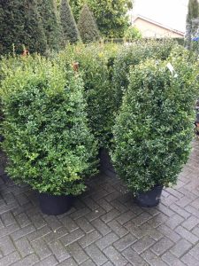 Garden Plants