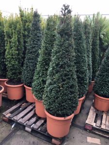 Garden Plants