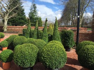 Garden Plants