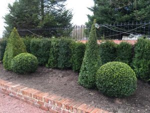 Garden Plants