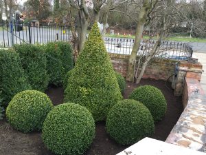 Garden Plants