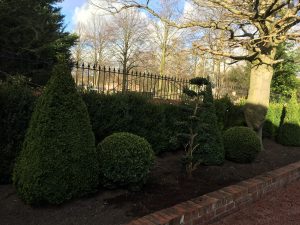 Garden Plants