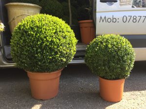 Garden Plants