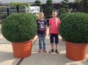 Large-Buxus